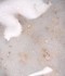 Гел за изграждане Dark Medium Potal Gel №04 15 мл